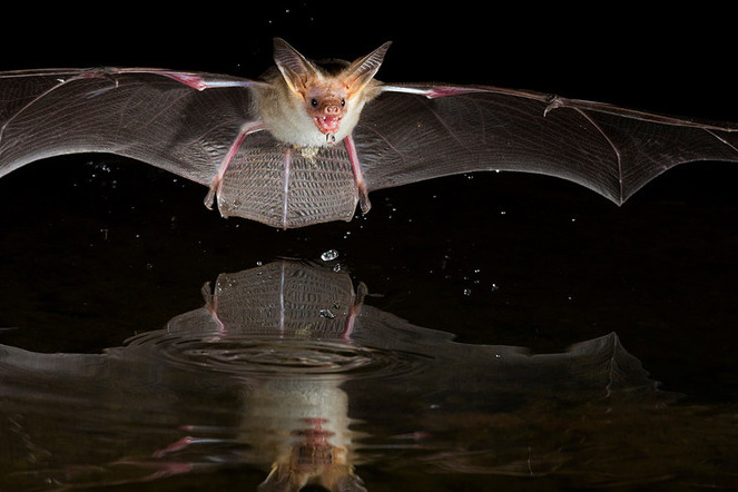 Fledermäuse mit flexiblen Membranflügeln können sehr effizient fliegen. Sie benötigen bis  zu 40 Prozent weniger Energie als gleich grosse Schmetterlinge. | © Shutterstock